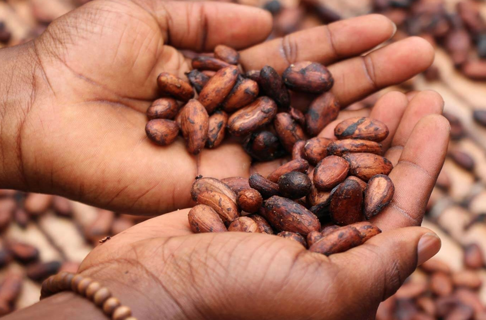 Cacao : quatre géants africains stoppent les exportations de fèves