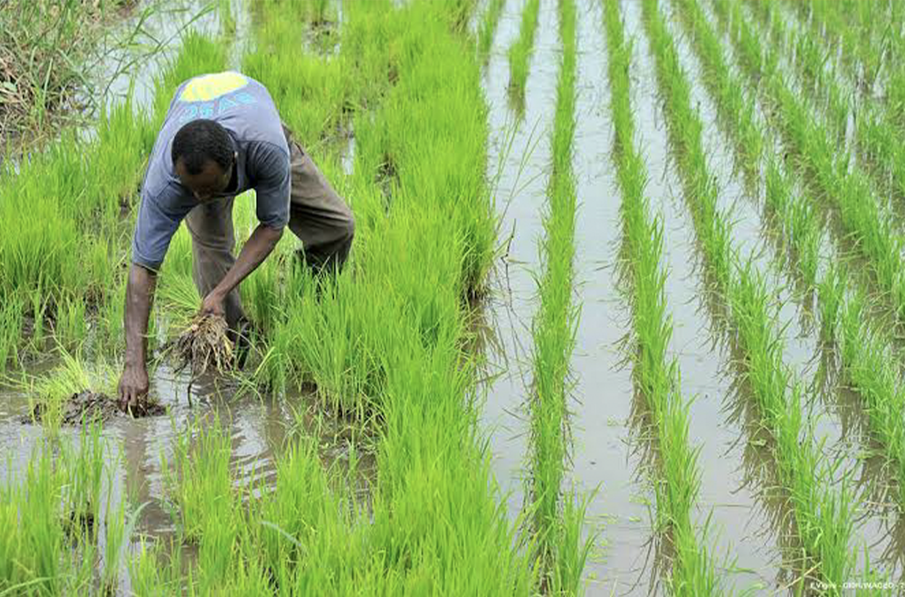 Nord Cameroun : la BAD finance 58,2 milliards FCFA pour l’irrigation